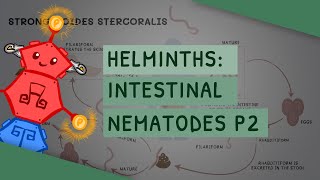 Helminths Intestinal Nematodes Part 2 features clinical importance diagnosis treatment [upl. by Pillsbury]