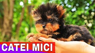 Top 10 Cele mai mici rase de căței [upl. by Macmullin]