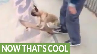 Skateboarding French Bulldog shows off impressive moves [upl. by Pennebaker]