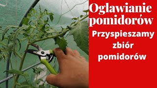 Jak ogławiać pomidory Po co ogławiać pomidory Jak usuwać liścieJak przyspieszyć zbiory pomidorów [upl. by Inanuah]