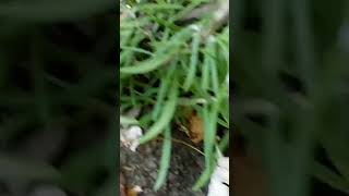 Rosemary in the garden 5 minutes in the garden ASMR nature shorts [upl. by Enaenaj56]