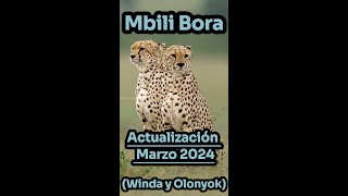 Los últimos Tano Bora Guepardos Winda y Olonyok  Mbili Bora [upl. by Ekyt]