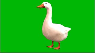 Green Screen White Embden Goose greenscreenvideo goose [upl. by Clift]