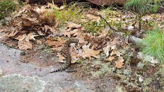 Massasauga Rattlesnake at Georgian Bay Ontario Canada [upl. by Darrey]