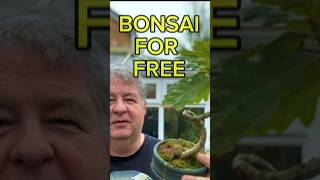 Bonsai For FREE [upl. by Stedman]