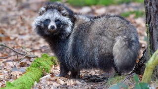 Raccoon Dog [upl. by Aikyn]