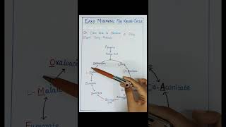 KREBS CYCLE•CITRIC ACID CYCLE•TCA CYCLEEasy mnemonics krebs citricacid tcacycle mnemonics [upl. by Gavriella550]