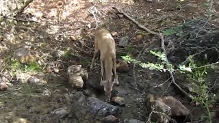 Whitetailed deer at Christoffel Park Curacao [upl. by Anne-Corinne445]