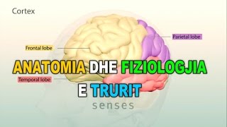 ANATOMIA DHE FIZIOLOGJIA E TRURIT  3D [upl. by Nnaik361]