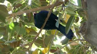 Violet Turaco Bird LA Zoo Aviary Los Angeles california USA March 18 2022 Birds Conservation [upl. by Nyrhtakyram]