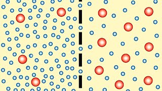 ¿Qué es la ósmosis  BiologíaDesdeCero [upl. by Annasoh]