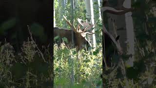 Sounds of Moose Calls nature utahoutdoors hikingpath wildlife [upl. by Mendelsohn]