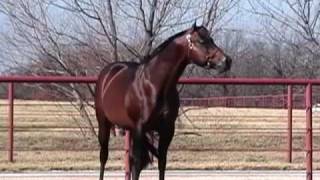 Zips Chocolate Chip  The Alltime Leading Sire of AQHA Western Pleasure Horses [upl. by Wenger449]