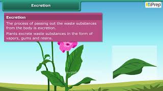 Living Organisms and Excretion  Chapter 10  Science  Class 6  iPrep [upl. by Dabbs957]