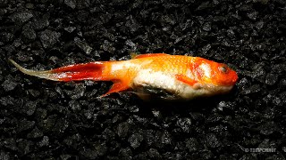 Goldfish Decomposition Timelapse [upl. by Tuorah]