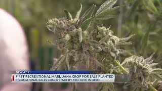 Ohio’s first recreational marijuana for sale planted at Yellow Springs greenhouse [upl. by Buerger]