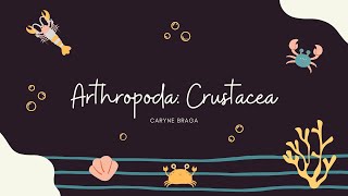 Arthropoda Crustacea [upl. by Tine]