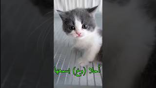 قطط مياو😻 قطط غاضبة كيوت قطة صغيرة معصبة 😠مضحكة  شاهد المزيد في القناة cat قطةكيوت [upl. by Atal696]