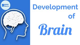 Development of the Brain  Neuroanatomy [upl. by Haraf]