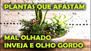 PLANTAS QUE AFASTAM O MAL OLHADO INVEJA OLHO GORDO [upl. by Alitha]