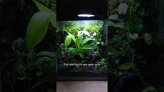 Sealing this terrarium shut forever ecoden terrarium subscribe [upl. by Aisinut442]