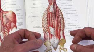 StabilityWOD 37 Multifidus Where Lumbar Stability Begins [upl. by See]