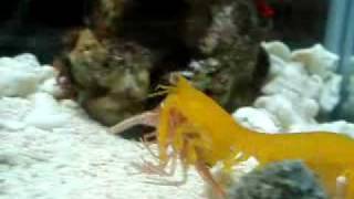 Pseudosquilla ciliata eats Shrimp [upl. by Bohannon804]