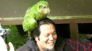 Sirocco the Kakapo is coming to Maungatautari from 19th August to 26 September 2012 [upl. by Erlinna]