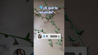 😱La suculenta más divertida🐬 suculentas jardin plantas flores plantasyflores plants garden [upl. by Ltsyrk352]