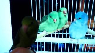 Parrotlet Chirping At Other Birds [upl. by Fennessy]