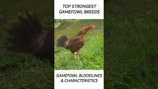 Top Gamefowl of the year 2024 short gamefowl rooster [upl. by Edlitam]