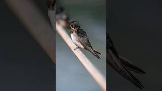 Photographing Swallows resting on a rope 📸 [upl. by Lucho]