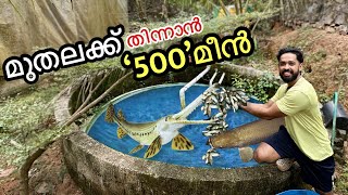 I bought 500 fishes to FEED my fish 🔥  എന്നാലും ഇങ്ങനെ ആകും എന്ന് കരുതിയില്ല  Fishing freaks [upl. by Collyer]