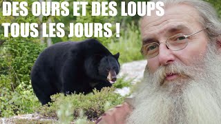 Les loups et les ours des rencontres coutumières à la Baie James [upl. by Morty]