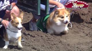 Canterbury Park Corgi Races 7302016 [upl. by Gilliette]