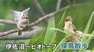 なかなか野鳥に出会えない時期ですが伊佐沼～ビオトープへ探鳥散歩してきました [upl. by Sivartal]