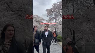 Cherry Blossoms  Swiss Cottage London [upl. by Idalla]