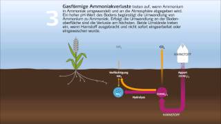 StickstoffKreislauf und Umsetzung von DüngerStickstoff im Boden [upl. by Roselyn]