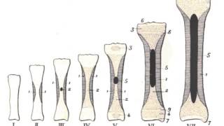 HISTOLOGIE Tissu osseux ossification [upl. by Burck]