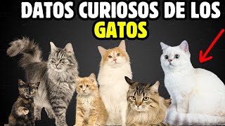 DATOS CURIOSOS de los GATOS [upl. by Meurer]