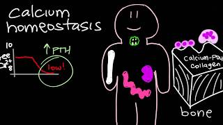 Calcium Homeostasis and Parathyroid Hormone  PTH [upl. by Airetnahs289]