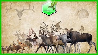 Deer Size Comparison LİVİNG EXTİNCT [upl. by Laforge]