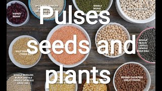 Pulses Seeds and their Plant Identification BScHonsAgriculture Practical Classes [upl. by Thunell]