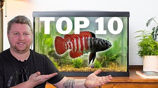 Top 10 UNIQUE Fish for a 10 Gallon Aquarium [upl. by Apollus]