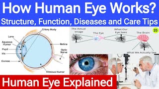 Human Eye Full Explanation  Structure Function Diseases and Eye Care Tips  English  NikSuu [upl. by Aicenek]