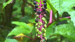 Plant portrait  Pokeweed Phytolacca americana [upl. by Ytoc500]