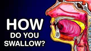 SWALLOWING OR DEGLUTITION  ANATOMY AND PHYSIOLOGY [upl. by Eilitan371]