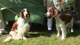 53 EXPOSICION NACIONAL CANINA DE BILBAO 2017 [upl. by Onnem615]