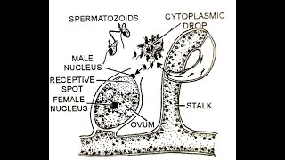 Vaucheria Sexual reproduction [upl. by Doggett]