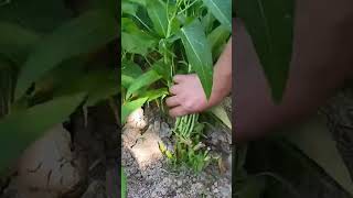 trending farming harvesting viral shorts youtubeshorts EarthAndSkyDiaries [upl. by Gillead]